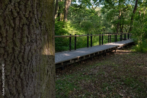 Fototapeta Wooden boardwalk in Borský forest (Boršanský les), Latorica Protected Landscape Area, Trebišov district, Slovakia. Path through wetland forest with tall trees and lush greenery.