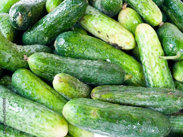 Fototapeta Green cucumbers.