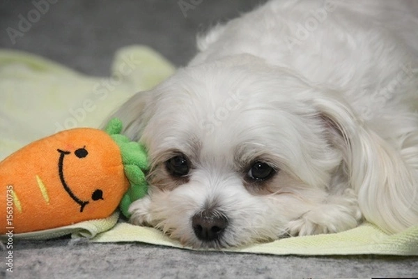 Obraz マルチーズ