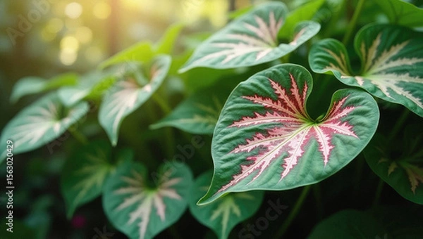 Fototapeta Caladium Plant Featuring Colorful Heart-Shaped Leaves in a Natural Botanical Garden Setting.