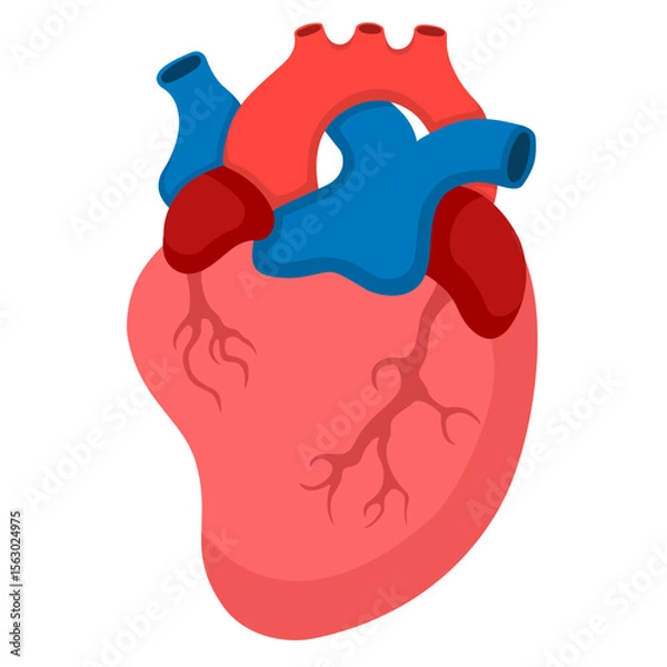Obraz human heart organ theme graphic design,vector file