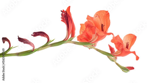 Fototapeta Gladiolus flowers, Red gladiolus blooming on branch isolated on white background, with clipping path 