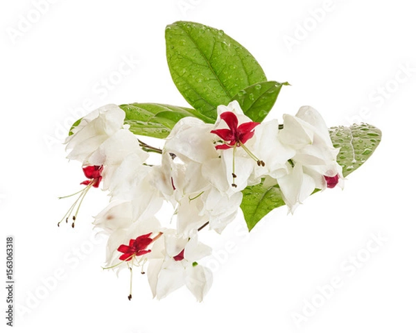 Fototapeta Bleeding glory bower flower, Bleeding heart vine with green leaves, isolated on white background with clipping path   