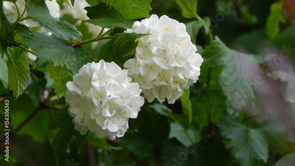 Obraz White flower