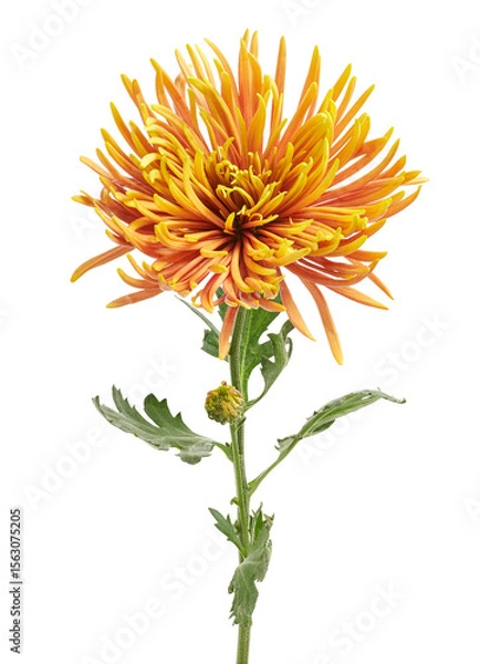 Fototapeta Orange Chrysanthemum flower, Large Chrysanthemum flower isolated on white background, with clipping path  