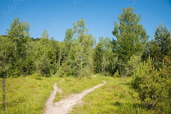 Obraz trail in the Isar meadows with birchtrees. nature reseve in the south of Bad Tolz