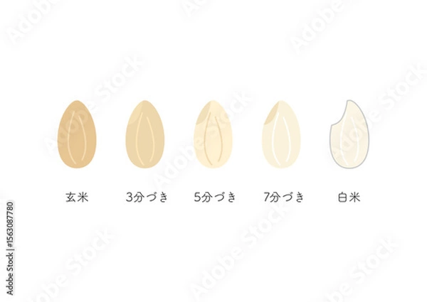 Fototapeta 米の精米具合、玄米から白米