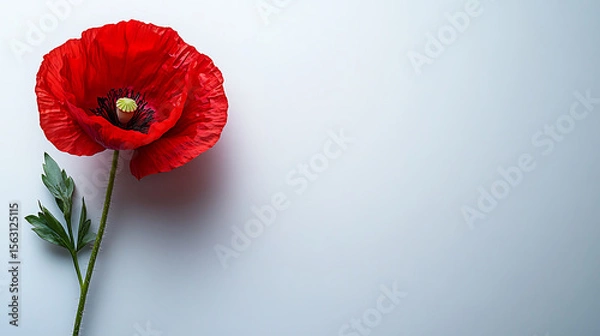 Fototapeta Remembrance day poppy flower single red blossom with green leaves on a clean background symbol of peace