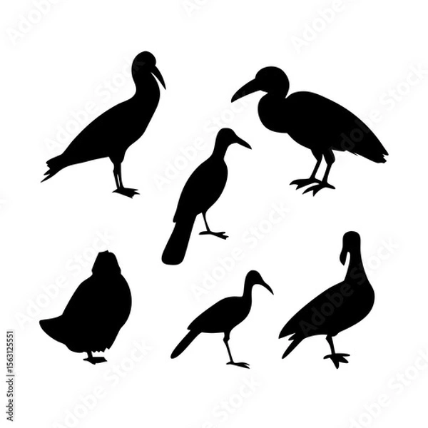 Fototapeta Silhouette Collection of Various Bird Species for Graphic Design