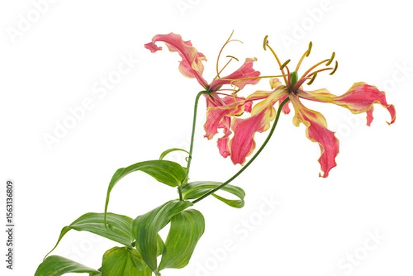 Fototapeta Flame lily, Fire lily, Gloriosa superba flower isolated on white background, with clipping path   