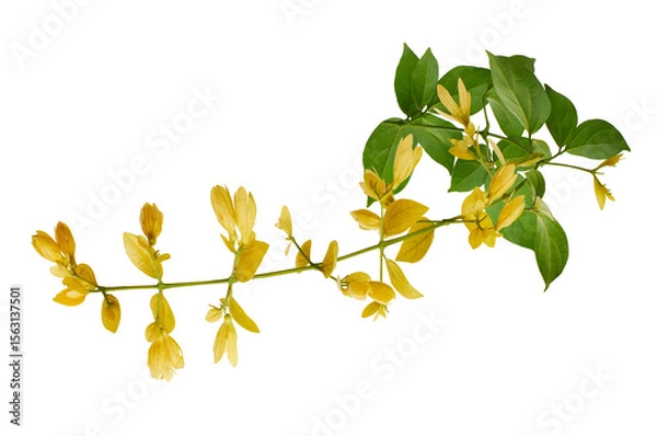 Fototapeta Petraeovitex flower, Nong Noch vine, Yellow flowers isolated on white background, with clipping path 