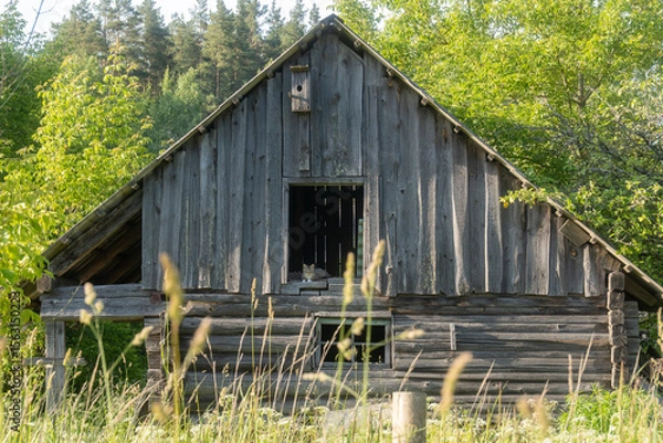 Fototapeta Old wooden barn or cabin in the countryside surrounded by green forest and wild grass with a cat resting in window, rustic rural scene with weathered wood and summer sunlight