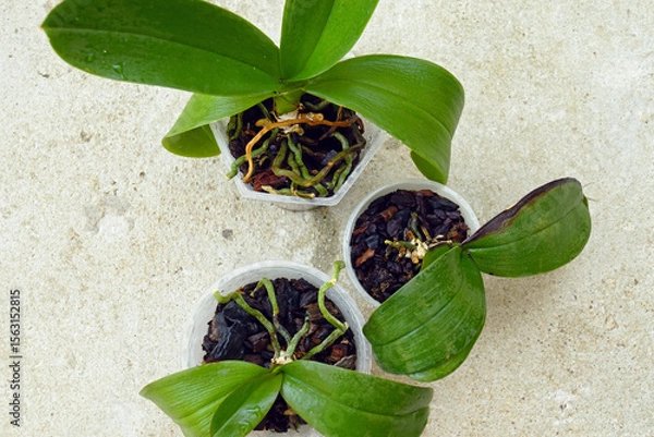 Fototapeta Tropical indoor flora: overhead view of three phalaenopsis in plastic pots with bark substrate. Concept of orchid growing and care. Houseplant problems: orchids with weak roots and blackened leaf