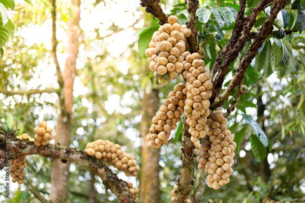 Fototapeta Longkong of thai fruit trees in orchard at Chanthaburi, Thailand