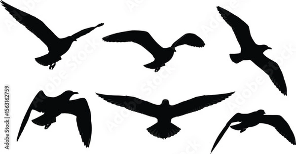 Obraz Seagull silhouette vector art flying birds graphic design element pack set