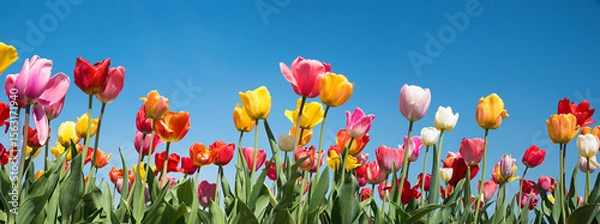 Obraz various tulip blossoms at the agricultural field, blue sky