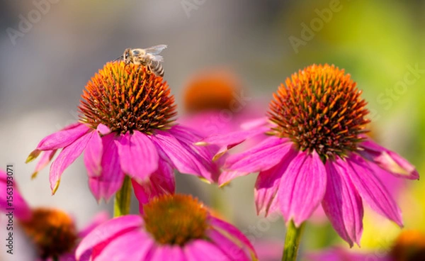 Fototapeta Bee on coneflower  “Echinacea purpurea“ macro close up isolated on blurred background. Intense color with selective focus and contrasting details. Pollinating insect with details and translucent wings