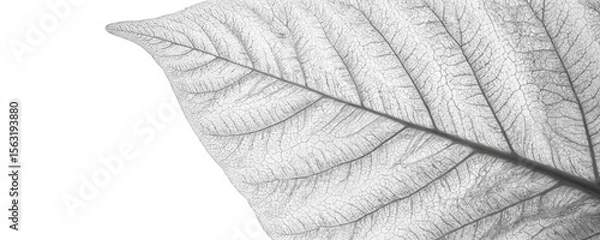 Fototapeta Close-up of white leaf texture against monochrome background. Natural veins lines pattern creating intricate organic design. Beautiful detailed macro shot for design templates websites backgrounds.