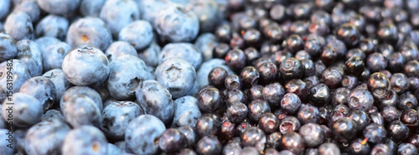 Fototapeta Blueberries and bilberries textured background panoramic view
