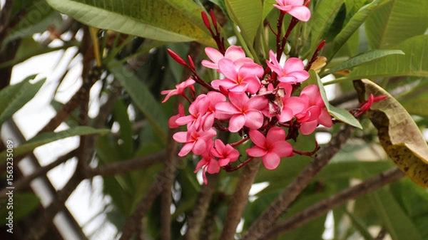 Obraz pink Plumera or pink Frangipani with green leaves background