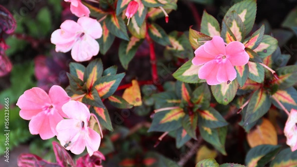 Obraz colorful purple Impatiens flowers commonly known as Busy Lizzies	