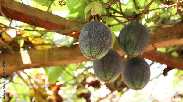 Obraz Close-up of Markisa or passion fruit hanging in the garden, selective focus
