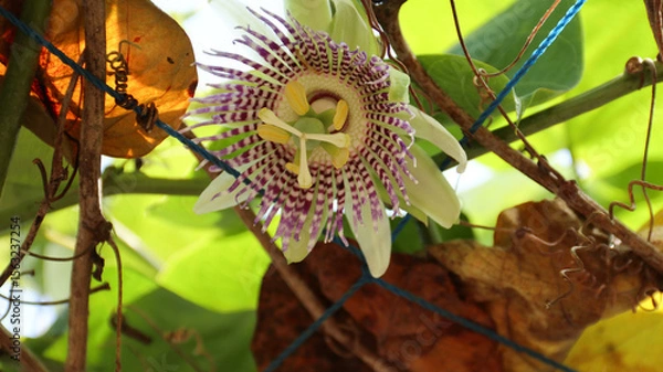 Obraz Markisa, Bunga Markisa or beautifull Passiflora edulis flower Passifloraceae family