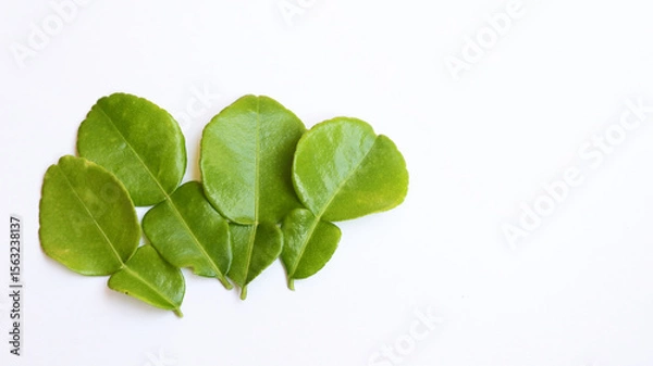 Obraz Fresh kaffir lime leaves or daun jeruk purut on isolated white background. copy space	