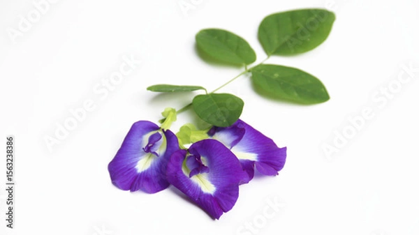 Obraz Butterfly Pea Flower or Blue Pea Flower or called as "Bunga Telang" isolated on white background