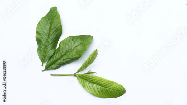 Obraz guava leaf shoots isolated on white	