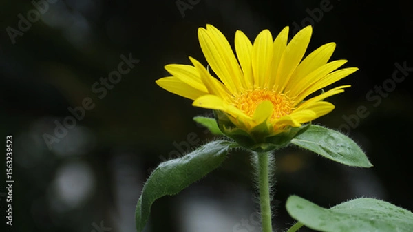 Obraz Closeup of a sunflower growing in a field of sunflowers during a nice sunny summer day	