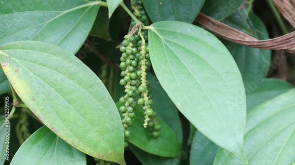 Obraz pepper or Piper Nigrum, peppercorn, common pepper	