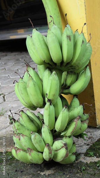 Obraz A display of green bunches of Bananas
