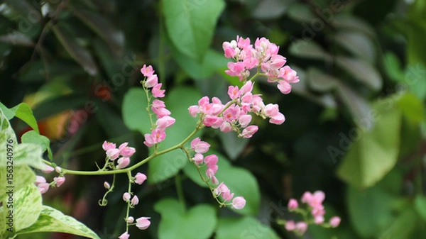 Obraz Beautiful bloom Antigonon pink flower with nature blurred background	