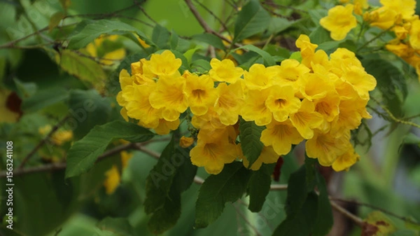 Obraz Yellow elder or Tecoma stans or terompet kuning or lonceng kuning or Bignoniaceae are blooming in the garden