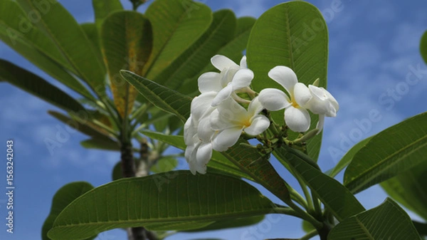 Obraz white Plumera or white Frangipani with green leaves background
