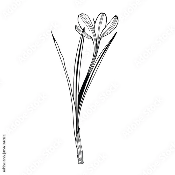 Obraz Crocus or saffron flower. Floral botanical flower. Isolated illustration element. Vector hand drawing wildflower for background, texture, wrapper pattern, frame or border.