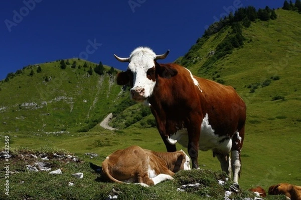 Obraz vache et son petit