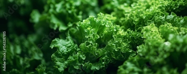 Fototapeta Close-up of green lettuce in a hydroponic farm background, Generative AI