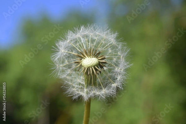 Obraz Diente de león - 16