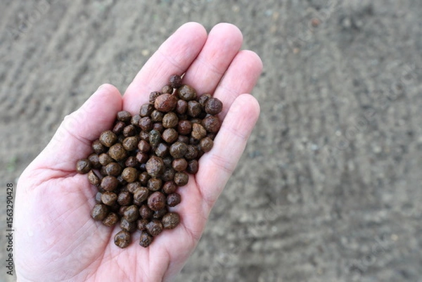Fototapeta Almandine, alluvial, opaque, industrial garnets held in hand. Mined for use in abrasive blasting, water filtration media, water jet cutting, abrasive powders, nonslip coatings, sandpaper