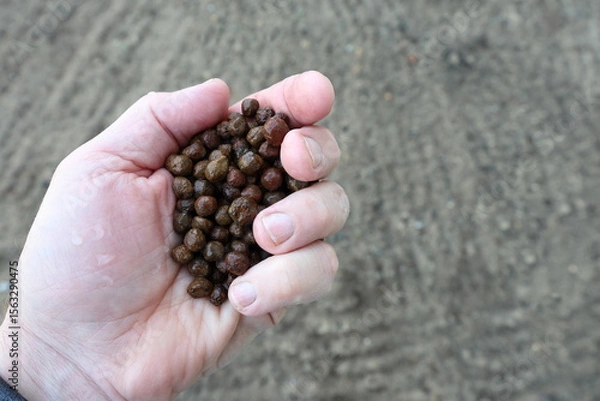 Fototapeta Almandine, alluvial, opaque, industrial garnets held in hand. Mined for use in abrasive blasting, water filtration media, water jet cutting, abrasive powders, nonslip coatings, sandpaper