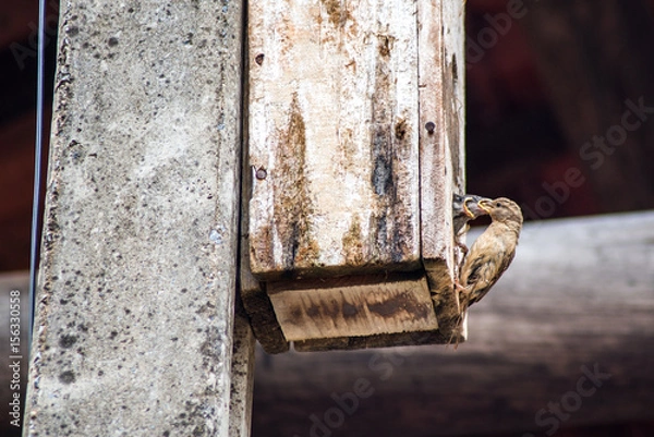 Fototapeta Bird feeding
