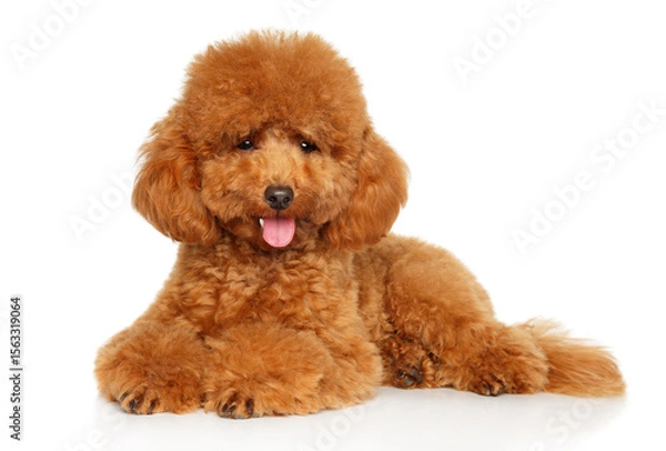 Fototapeta Charming red toy poodle lying with curly coat and playful look
