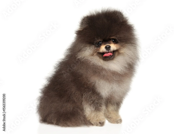 Fototapeta Happy Fluffy Pomeranian Puppy Sitting With Playful Grin