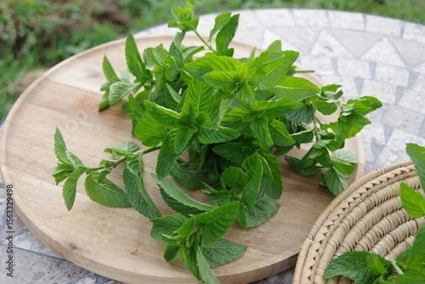 Obraz フレッシュなミント、新鮮なキューバミント、収穫のイメージ、