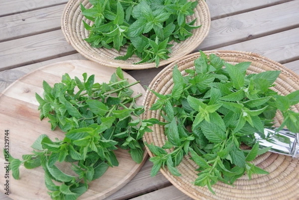 Obraz フレッシュなミント、新鮮なキューバミント、収穫のイメージ、