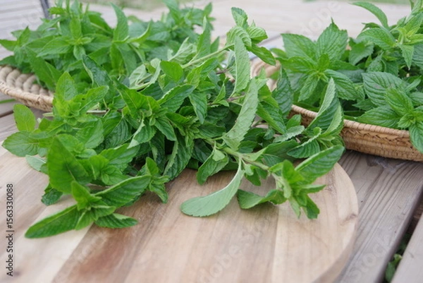 Obraz フレッシュなミント、新鮮なキューバミント、収穫のイメージ、