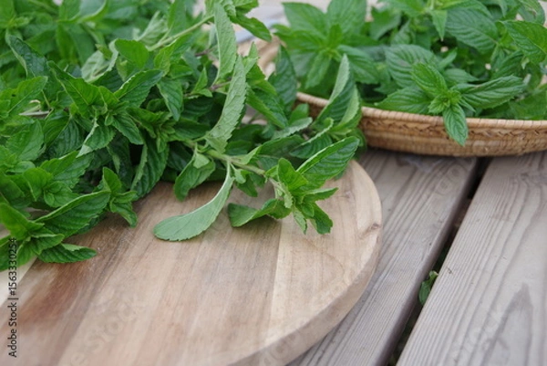 Obraz フレッシュなミント、新鮮なキューバミント、収穫のイメージ、