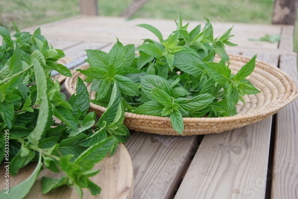 Obraz フレッシュなミント、新鮮なキューバミント、収穫のイメージ、